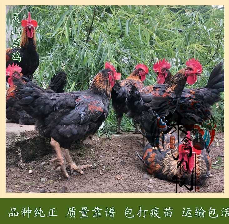  灵山黑土鸡苗-黑土鸡苗-灵山黑1.5母苗-质量保证