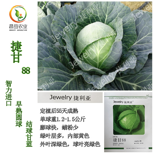 寿光市绿甘蓝种子 捷利亚捷甘88结球甘蓝种子 早熟圆球甘蓝种子包心