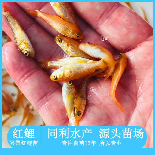 广州鲤鱼苗 兴国红鲤，中国红