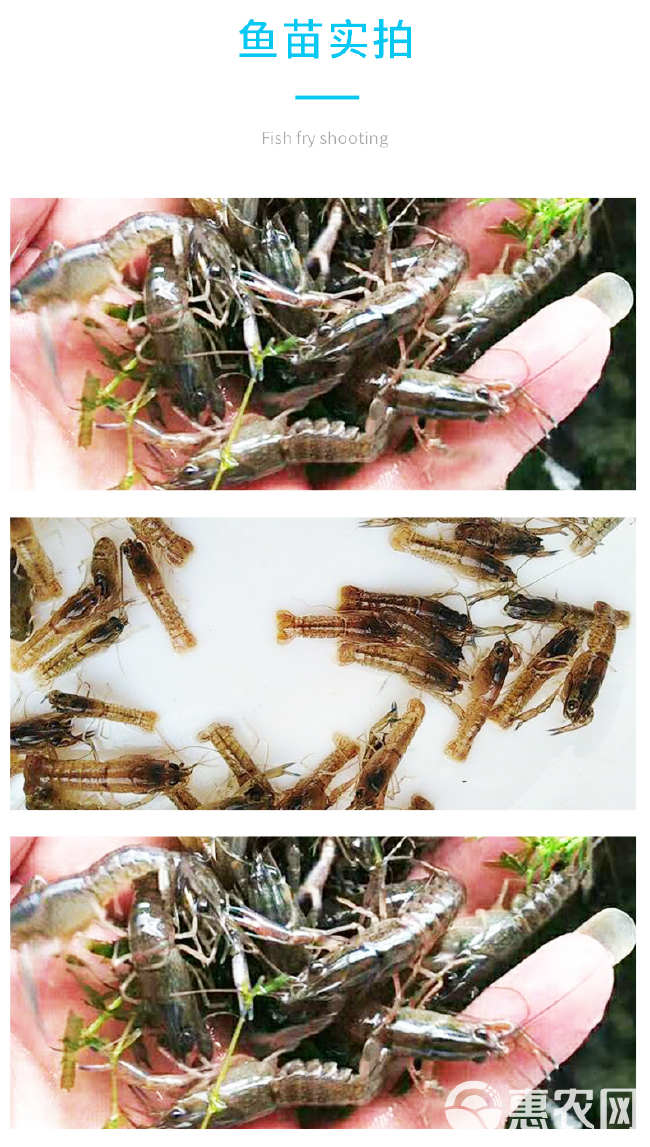 鱼场直供快大澳洲淡水龙虾苗供应良种小龙虾苗全国包邮发货