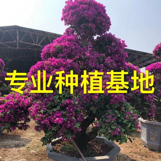 杜鹃老桩 九重葛树桩 造型紫花三角梅盆景 三角梅桩头基地