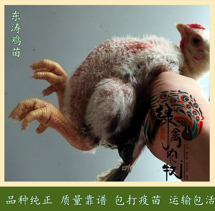 广州 东涛鸡苗-纯种大脚鸡苗-越南巨脚鸡苗，品种纯正