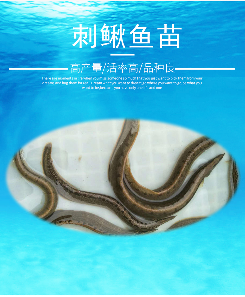  魚(yú)場(chǎng)直銷(xiāo)中華刺鰍魚(yú)苗供應(yīng)優(yōu)質(zhì)刺鰍魚(yú)苗