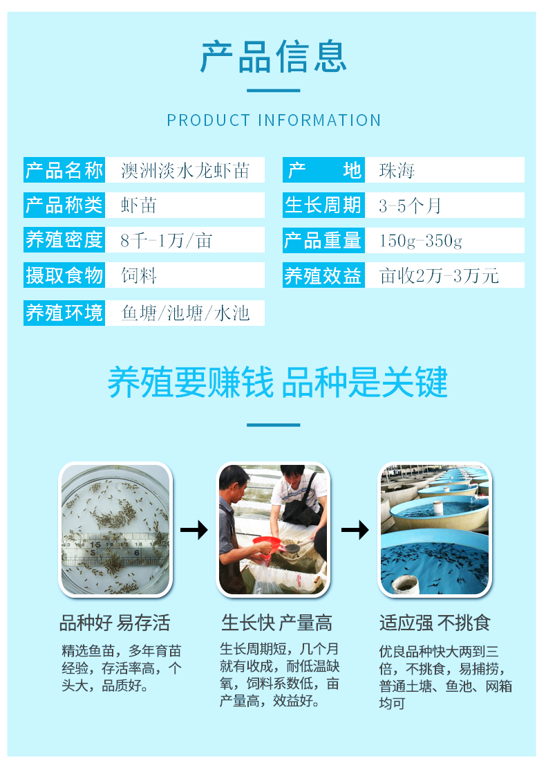 鱼场直供快大澳洲淡水龙虾苗供应良种小龙虾苗全国包邮发货