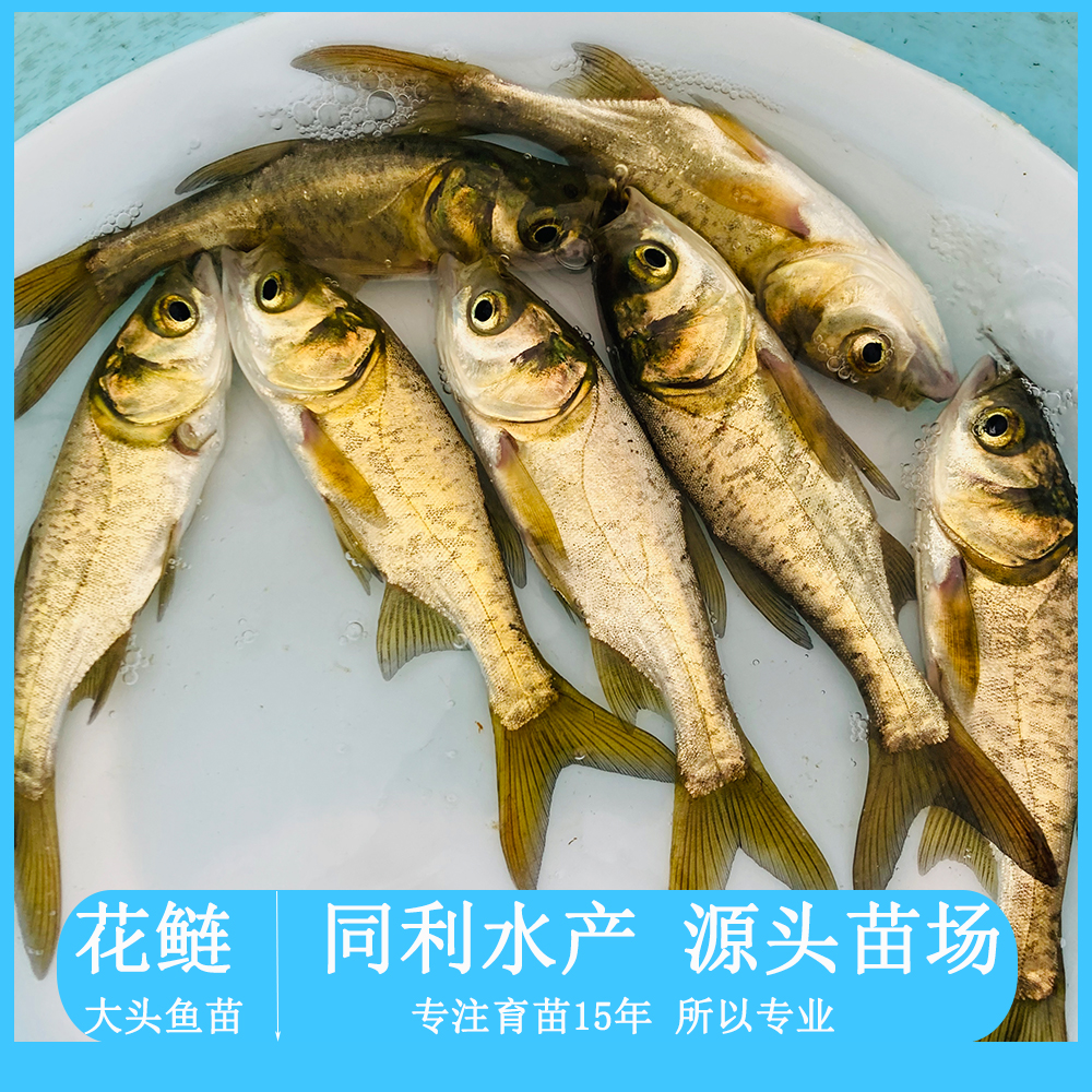 广州大头鱼鱼苗  大头鱼，鳙鱼，花鲢