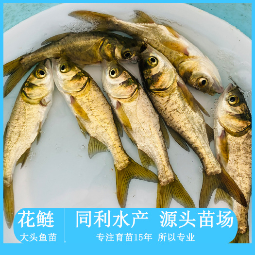 广州大头鱼鱼苗  鳙鱼苗，花鲢