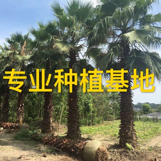 漳州福建棕榈树老人葵批发 热带华盛顿棕榈树价格 华棕基地供应