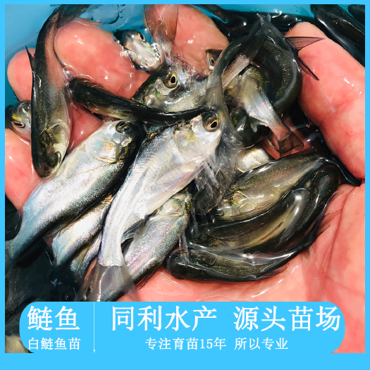 广州鲢鱼苗   白鲢苗鳊鱼苗