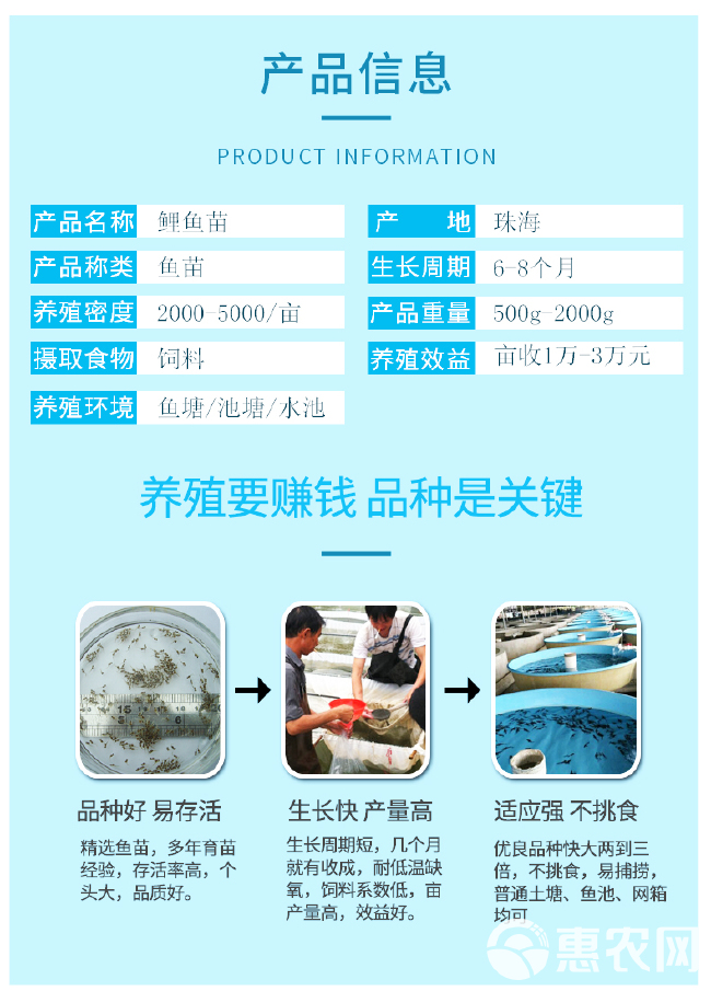  渔场直销优质鲤鱼苗 供应良种鲤鱼苗 鲤鱼苗放生