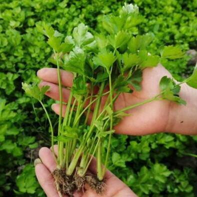  芹菜苗 水芹菜苗 山芹苗 西芹苗 香芹苗 国产芹菜苗