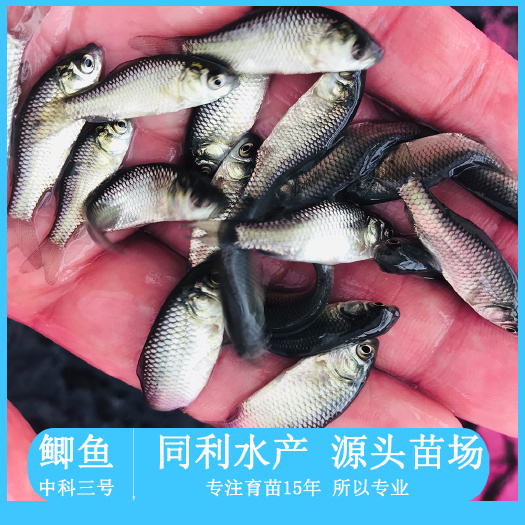 广州中科五号鲫鱼苗银鲫苗东北鲫鱼苗全国发货
