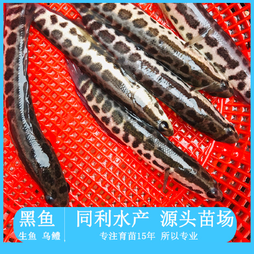 乌鳢苗  乌鱼苗生鱼苗黑鱼苗蛇鱼财鱼