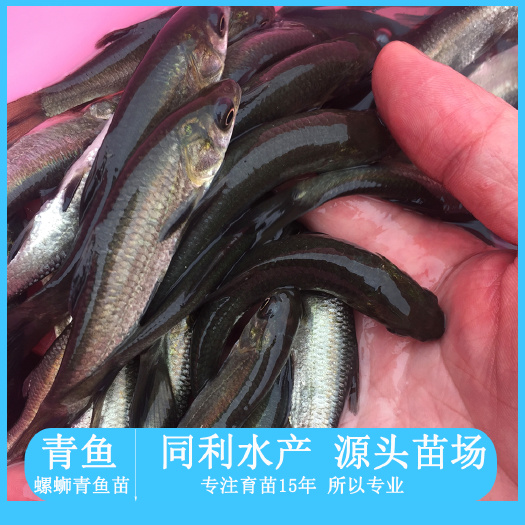 广州青鱼苗 青鱼螺蛳青黑皖