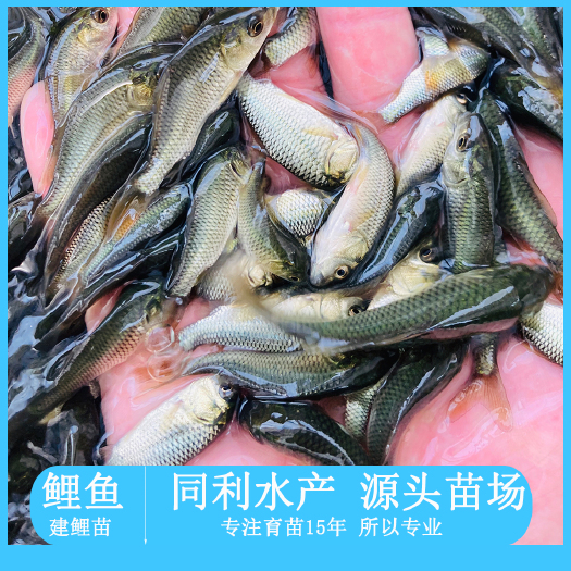 广州鲤鱼苗 水产种苗鲤鱼建鲤禾花鲤稻田鱼水稻鲤鱼