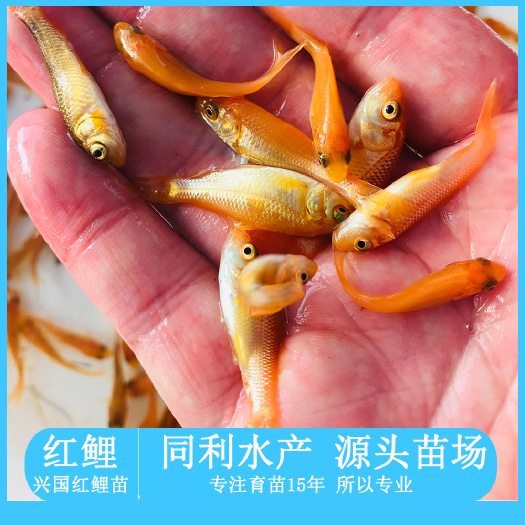  兴国红鲤鱼苗