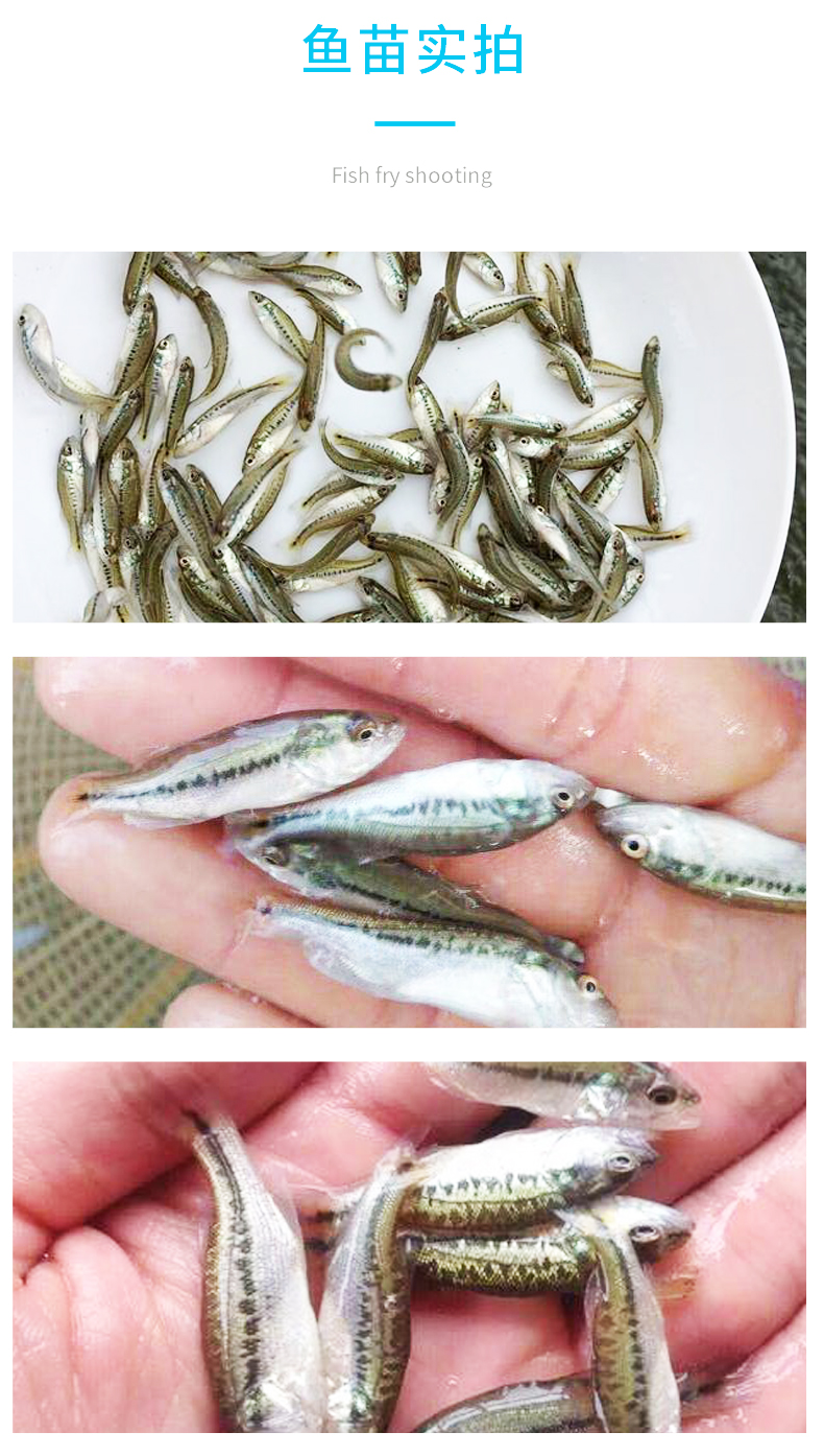 廣東漁場直銷優(yōu)鱸5號加州鱸魚苗淡水鱸魚工廠化養(yǎng)殖技術提供指導