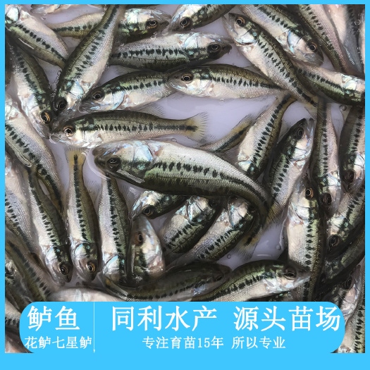 广州鲈鱼 宝石鲈 翘嘴鲈 加州鲈鱼苗