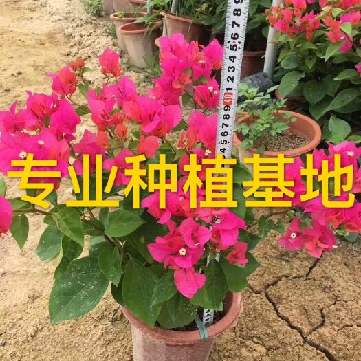 漳州三角梅小盆栽批发 红花三角梅树桩桩头 四季红三角梅盆景