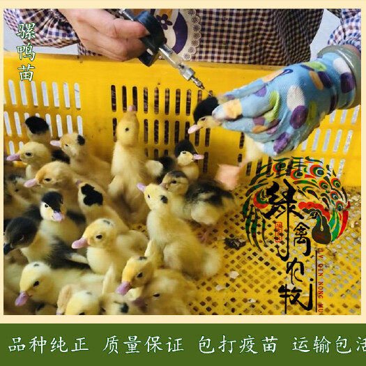 广州 骡鸭苗,一点黑鸭苗-半番鸭苗-产品质量好,成活率高