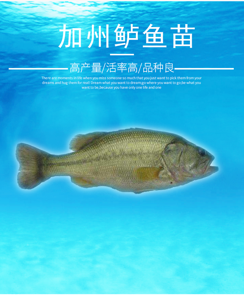 廣東漁場直銷優(yōu)鱸5號加州鱸魚苗淡水鱸魚工廠化養(yǎng)殖技術提供指導