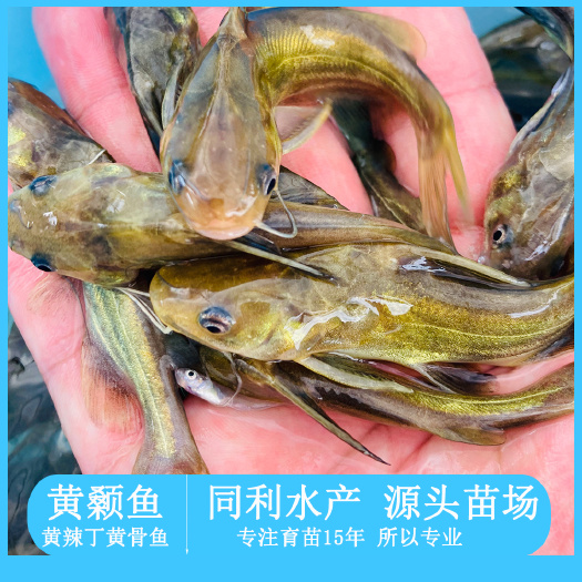 广州黄颡鱼黄骨鱼苗黄辣丁