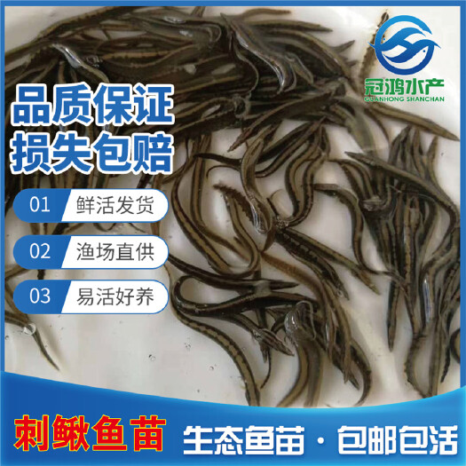 珠海 鱼场直销中华刺鳅鱼苗供应优质刺鳅鱼苗