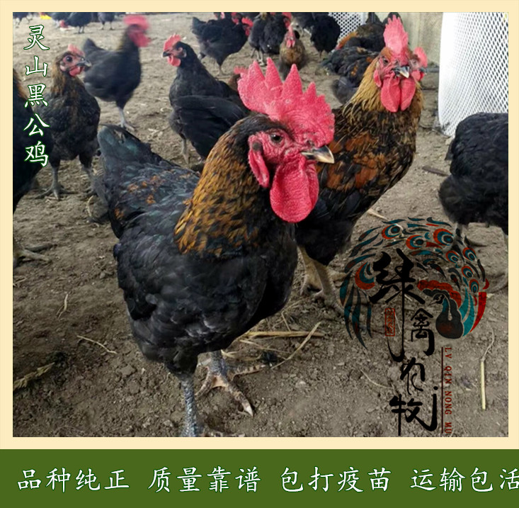  灵山黑土鸡苗-黑土鸡苗-灵山黑1.5母苗-质量保证