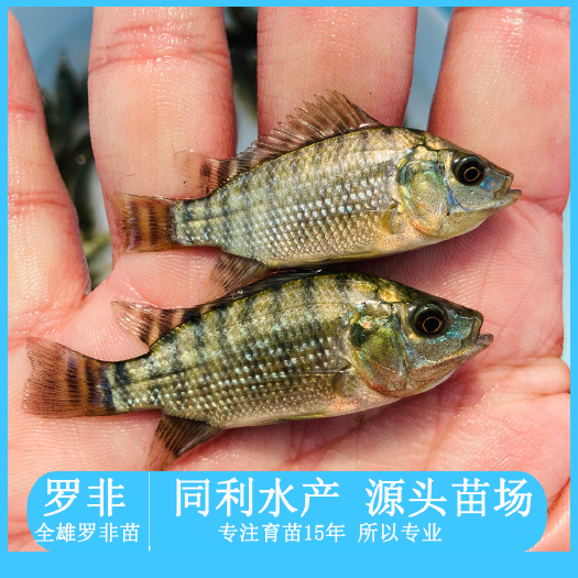 广州罗非鱼苗 超雄全雄，亲亲鱼