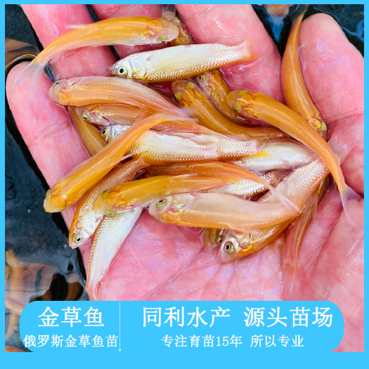 广州金草鱼苗  金丝草鱼苗