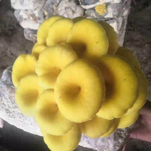 昆明人工鸡油菌 榆黄蘑 玉皇蘑 黄金菇 鸡油黄