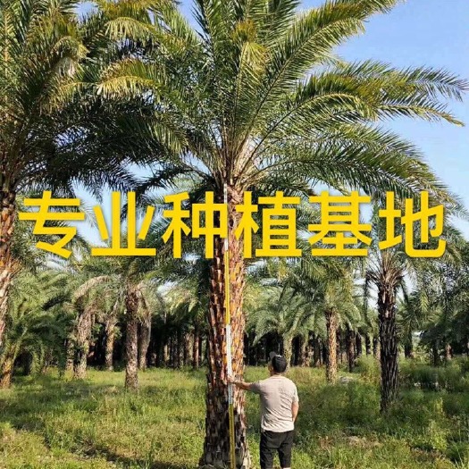 漳州福建精品银海枣价格 中东海枣批发 中东海枣基地