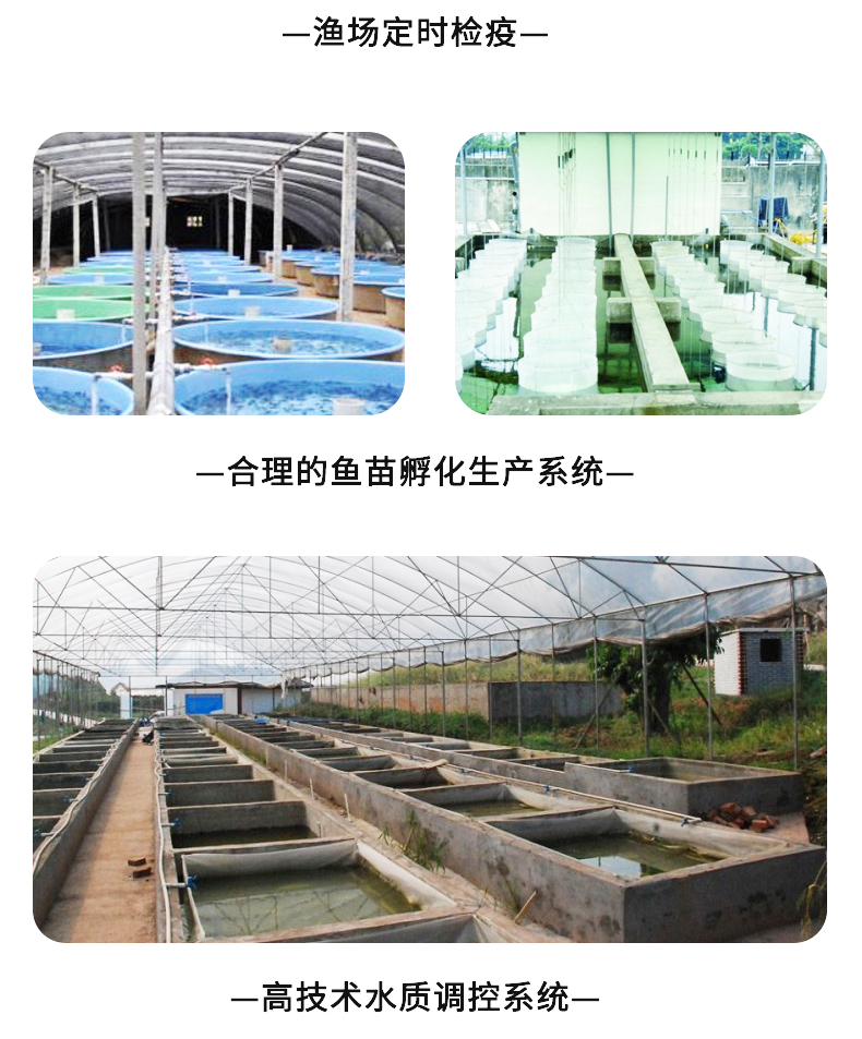 廣東漁場直銷優(yōu)鱸5號加州鱸魚苗淡水鱸魚工廠化養(yǎng)殖技術提供指導