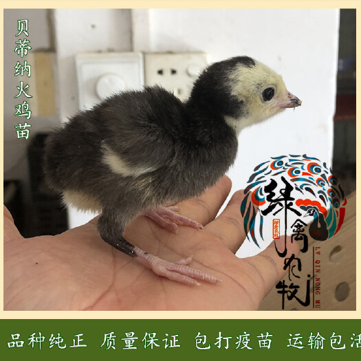 广州 贝蒂纳火鸡苗-轻型火鸡苗-黑火鸡苗-抗病力好-成活率高