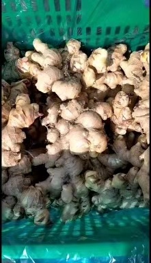 信宜市白口姜 大肉姜，肉靓品质好，