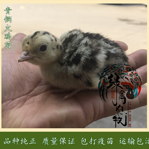 广州 青铜火鸡苗-花火鸡苗-中型火鸡苗-成年公20斤-母16斤