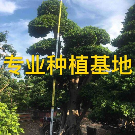 造型景观小叶榕桩头  四川造型小叶榕桩头批发 重庆榕树桩头价格