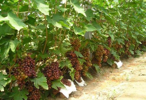 平邑县 葡萄苗 各种品种 各种规格 南北方均可种植 基地直销现挖现发