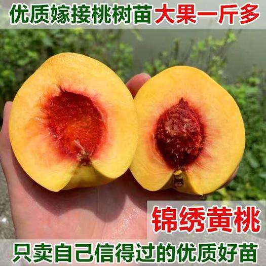 平邑县黄桃树苗 锦绣黄桃嫁接苗当年结果量大优惠品种纯正 基地直销