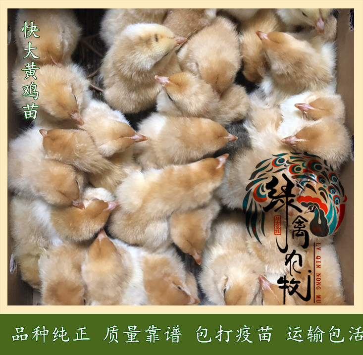  快大黄公鸡苗-快大红公鸡苗-九斤黄鸡苗-90天8.5斤