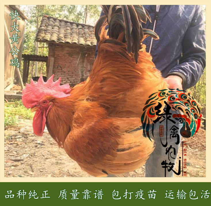  快大黄公鸡苗-快大红公鸡苗-九斤黄鸡苗-90天8.5斤