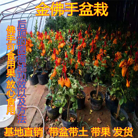 平邑县柠檬苗 柠檬盆栽 佛手盆栽 南北方可种植可地栽可盆栽基地直销