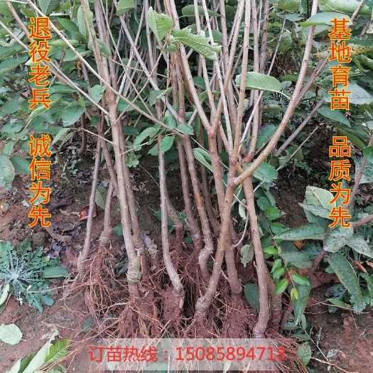 平邑县美早苗 大樱桃树苗车厘子品种苗南北方种植嫁接盆栽地栽庭院种植果树果苗