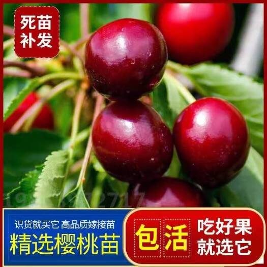 平邑县拉宾斯樱桃苗 樱桃嫁接树苗挂果快品种全基地直销量大优惠品种纯正南北方种植