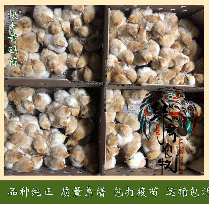  快大黄公鸡苗-快大红公鸡苗-九斤黄鸡苗-90天8.5斤