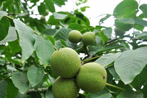 平邑县 核桃苗 各种品种 基地直销 现挖现发