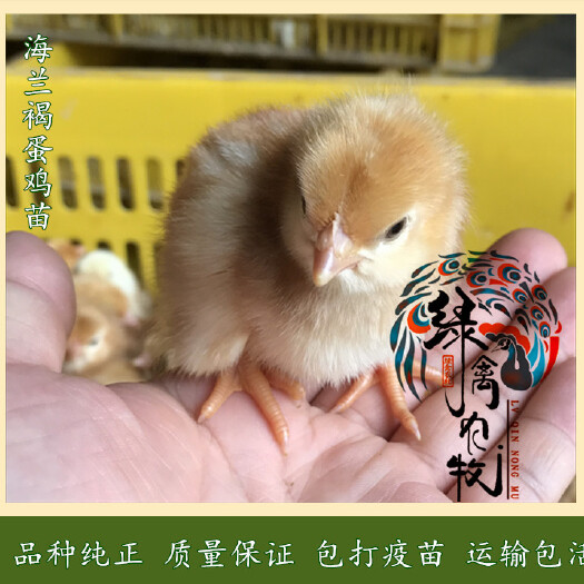 广州 高产蛋鸡苗-红毛多蛋鸡苗-海兰褐高产蛋鸡苗-年产蛋320枚