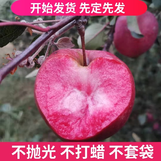平邑县 各种品种 苹果树苗 基地直销现挖现发 南北方均可种植
