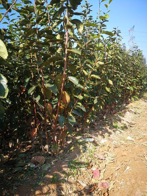 平邑县柿树苗 优质嫁接柿子苗 自然脱涩 基地直销 现挖现发