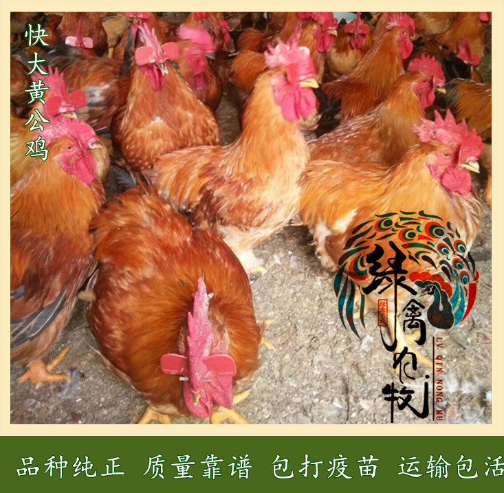  快大黄公鸡苗-快大红公鸡苗-九斤黄鸡苗-90天8.5斤