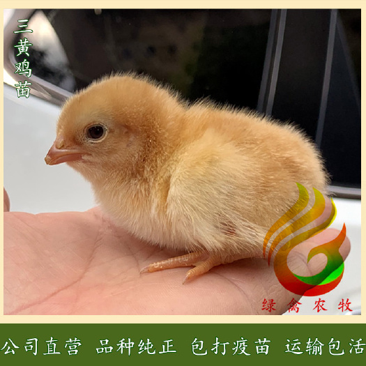 广州 大红公鸡苗-阉鸡苗-线鸡苗-走地草鸡苗-包打疫苗